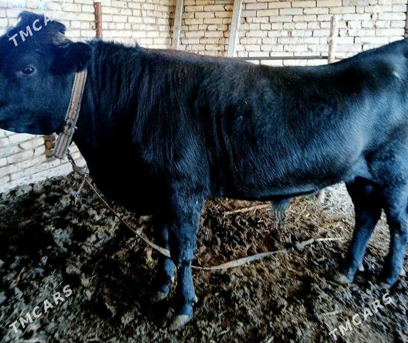 BAKYLAN ÖKÜZ - Мургап - img 1