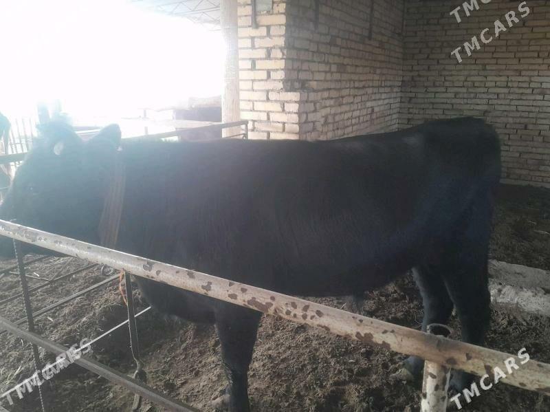 BAKYLAN ÖKÜZ - Мургап - img 4