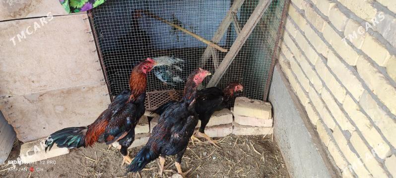 horaz - Dänew - img 4