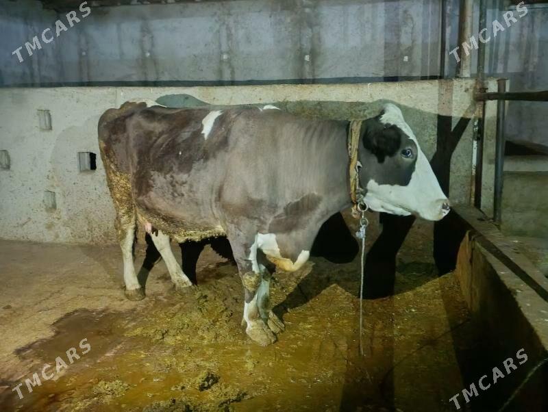 sygyr - Херрикгала - img 2