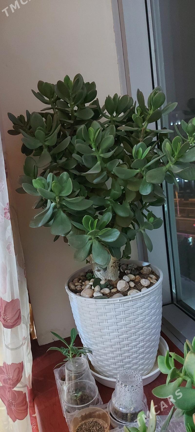 Крассула денежная - ул. Подвойского (Битарап Туркменистан шаёлы) - img 2