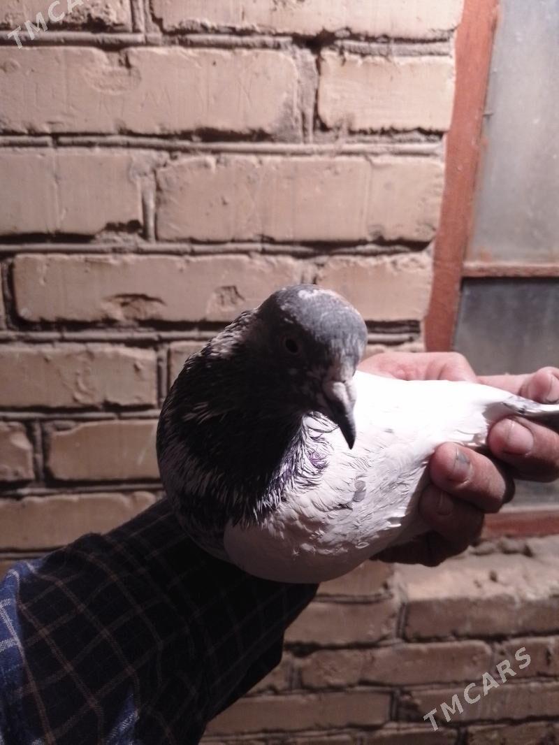 kepderi - Чарджоу - img 2