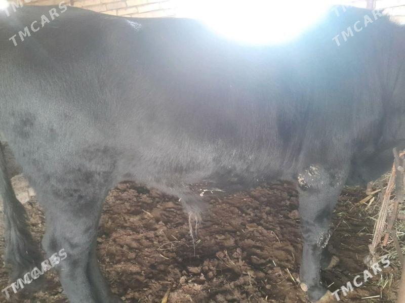 BAKYLAN ÖKÜZ - Мургап - img 5