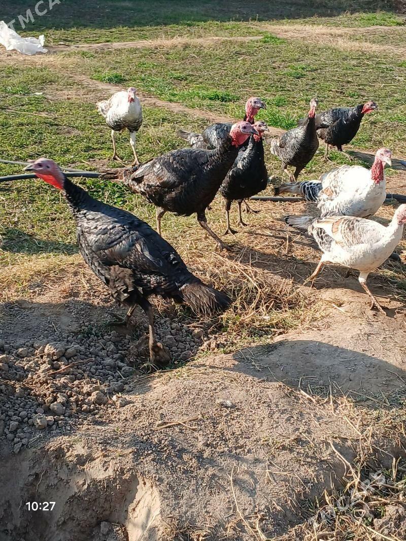 induk - Mary - img 2