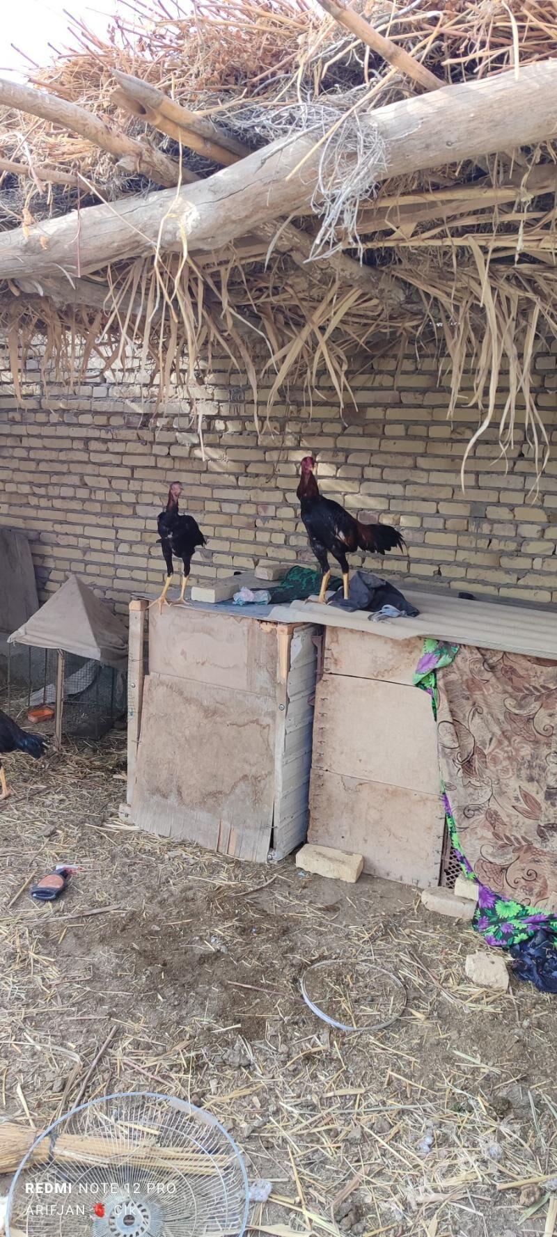 horaz - Dänew - img 5