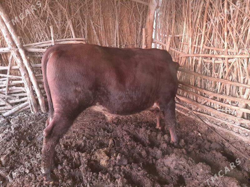 öküz - Каракумский этрап - img 2