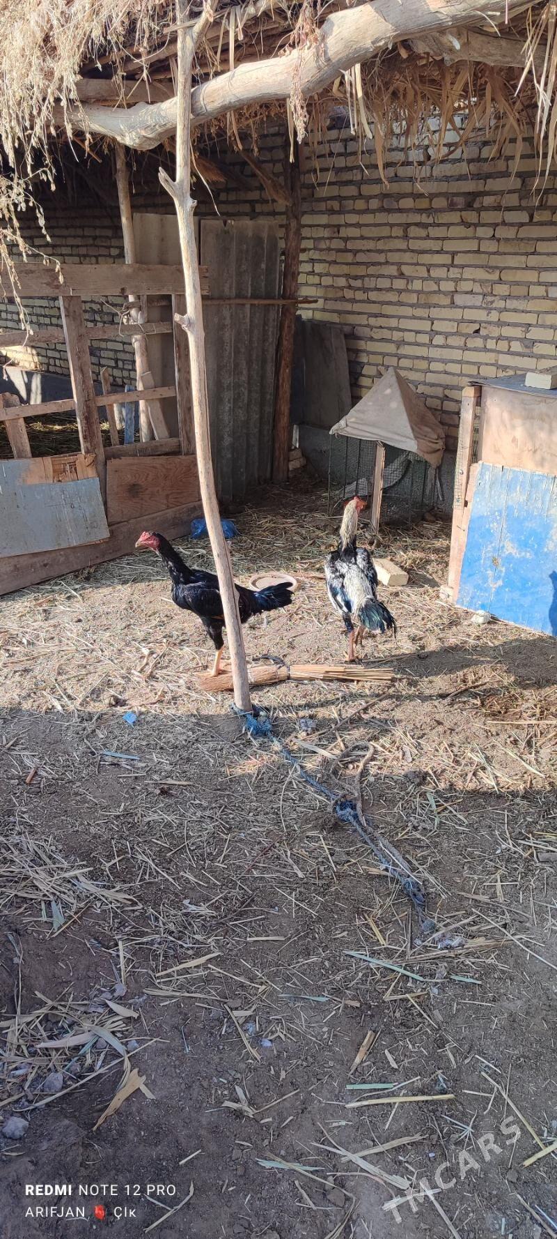 horaz - Dänew - img 3