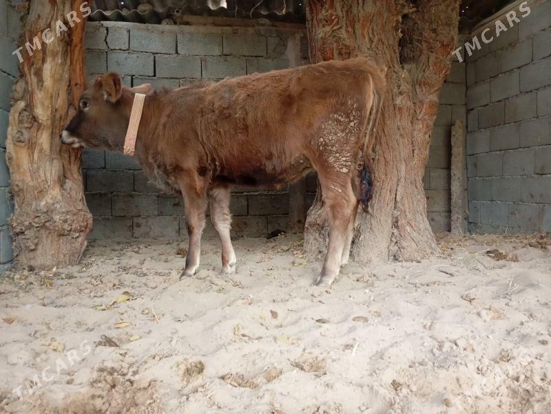 туве - Gökje - img 5