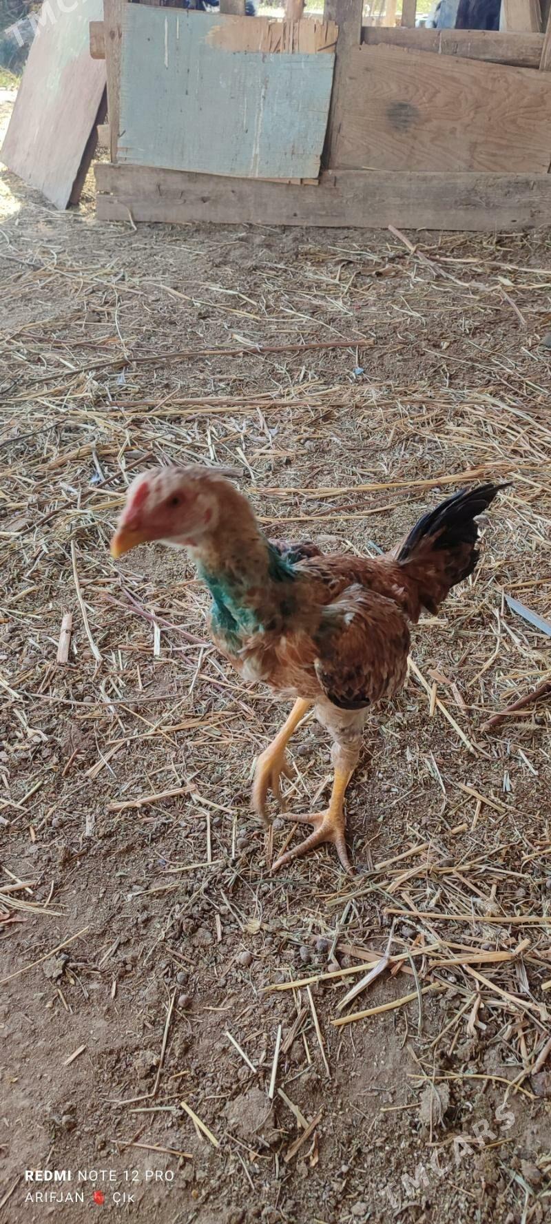 horaz - Dänew - img 6