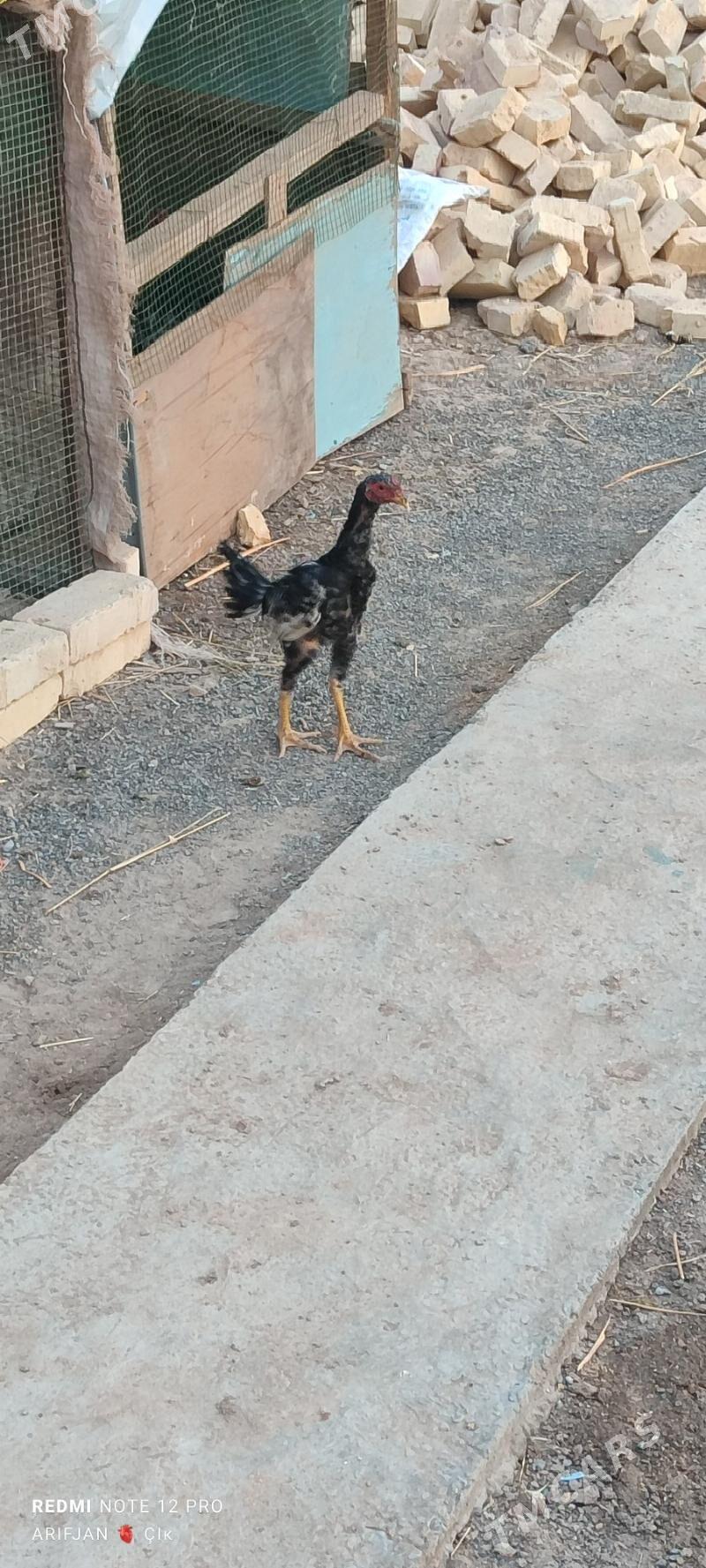 horaz - Dänew - img 7