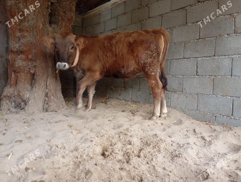 туве - Gökje - img 8