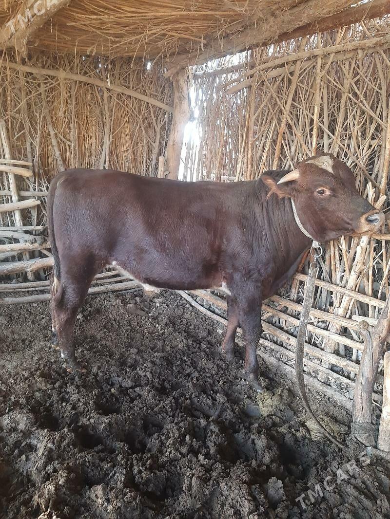 öküz - Каракумский этрап - img 3