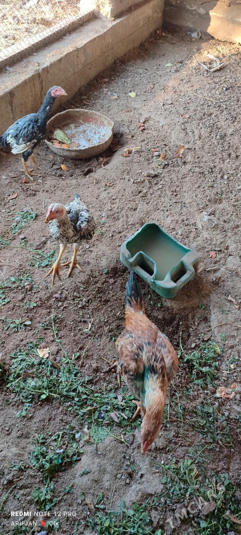 horaz - Dänew - img 8