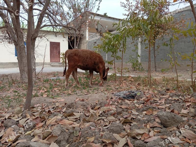 туве - Gökje - img 2