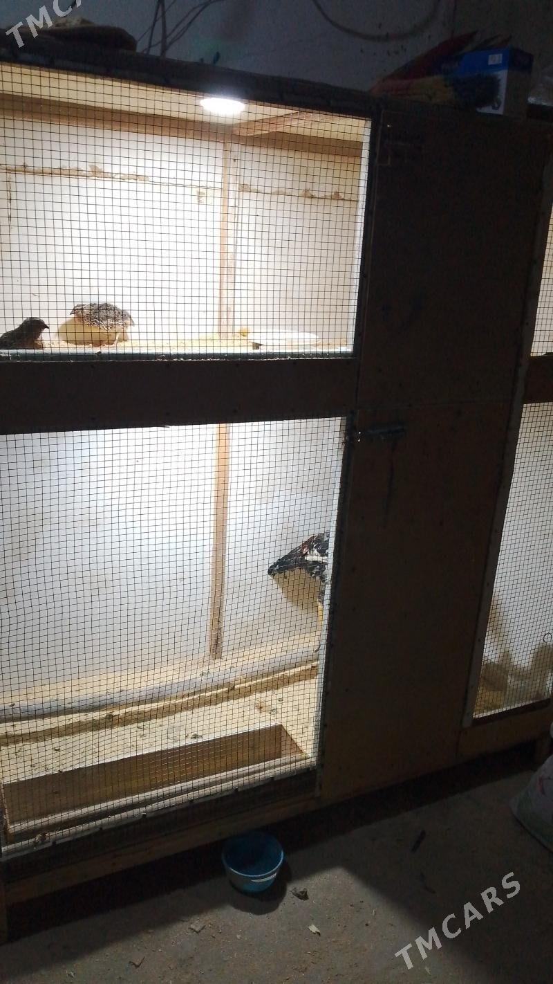 juje.we ketek - Дашогуз - img 2