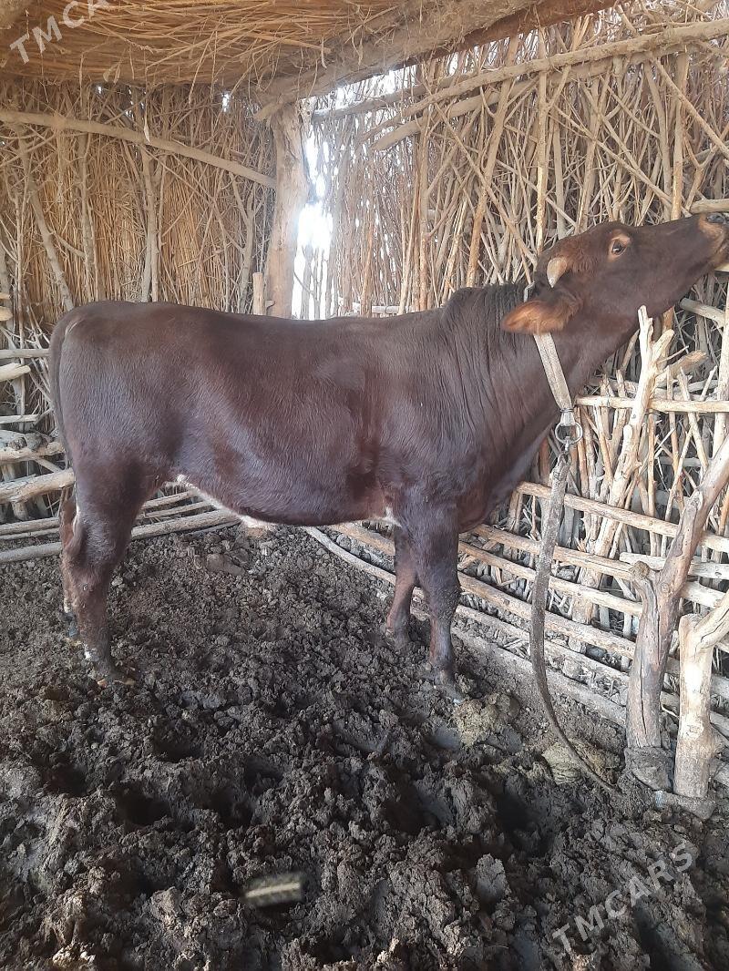 öküz - Каракумский этрап - img 4