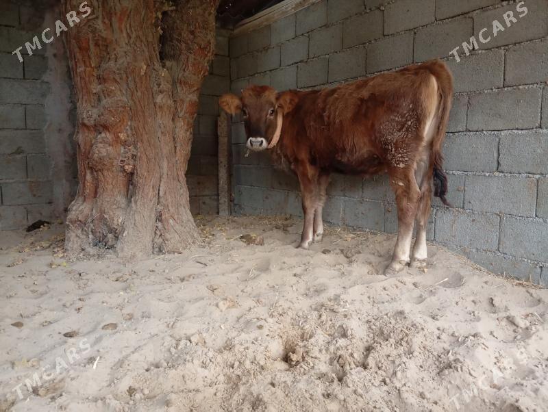 туве - Gökje - img 7