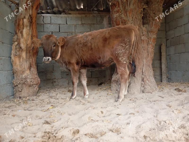 туве - Gökje - img 4