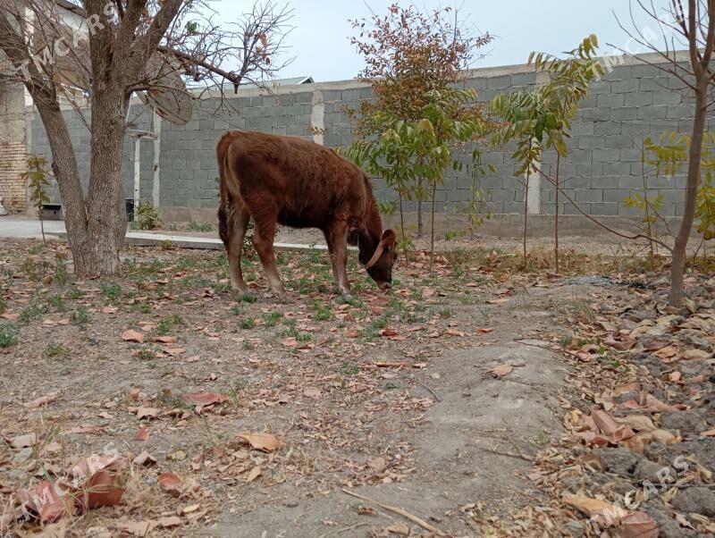 туве - Gökje - img 6