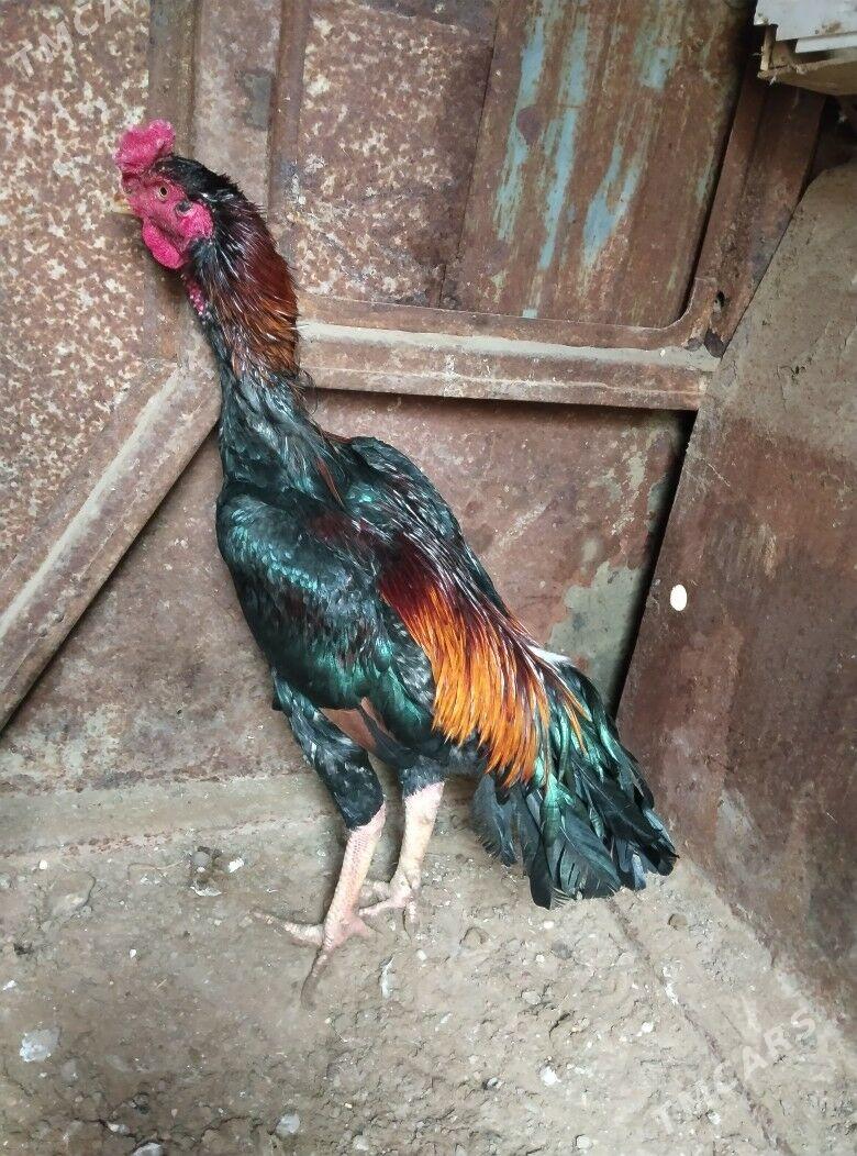 TASKENT BAYES HORAZ - Эсенгулы - img 7