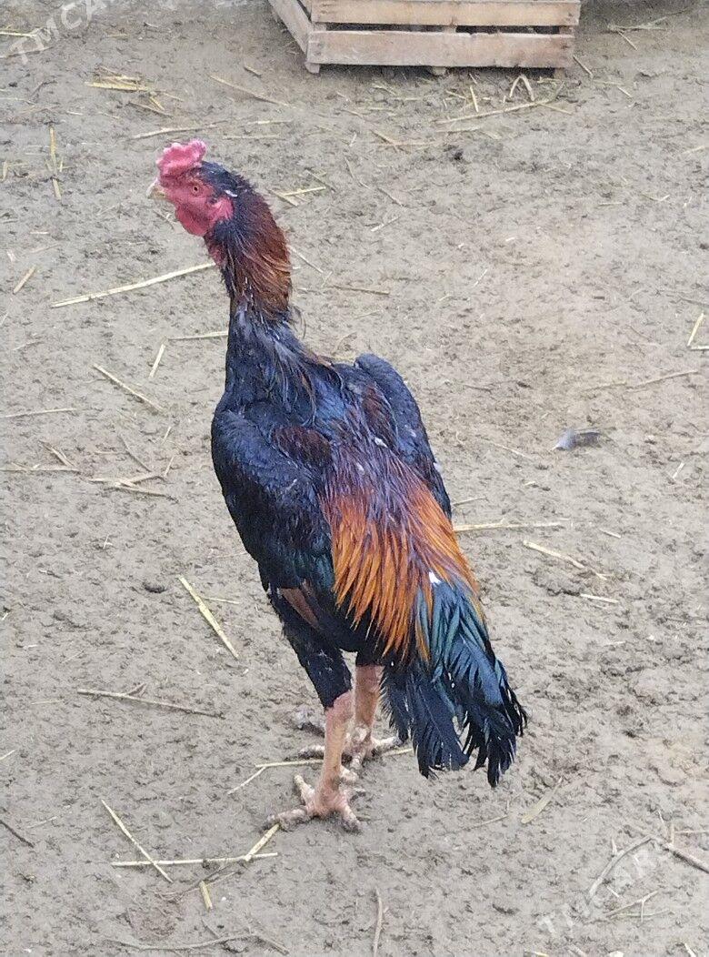 TASKENT BAYES HORAZ - Эсенгулы - img 4