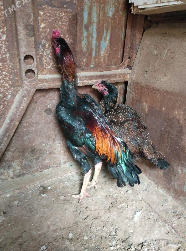 TASKENT BAYES HORAZ - Эсенгулы - img 2