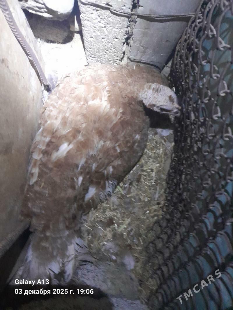 Kùrk Induk. - Гёкдепе - img 2