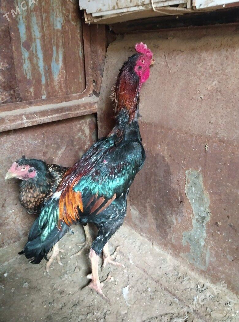 TASKENT BAYES HORAZ - Эсенгулы - img 5