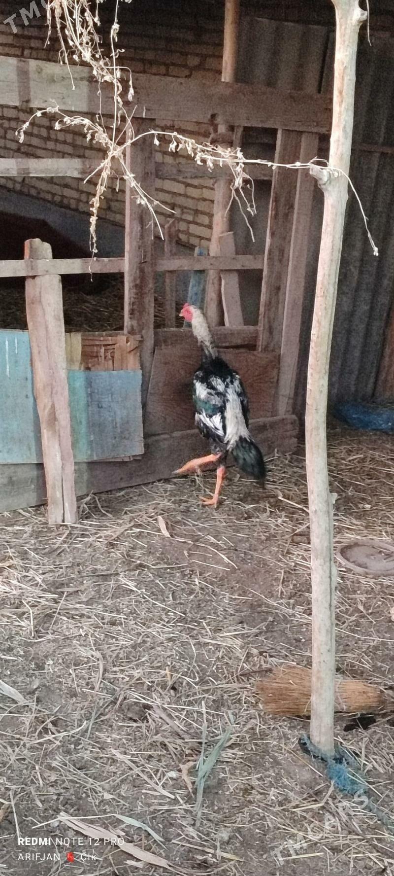 horaz - Dänew - img 2