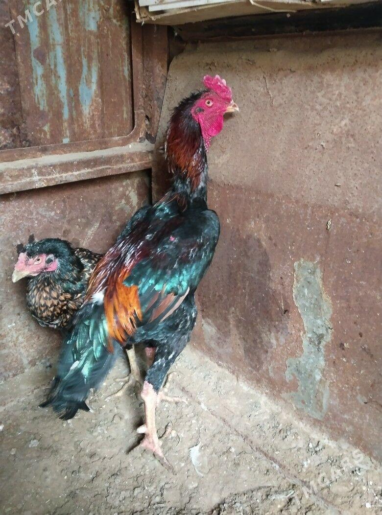 TASKENT BAYES HORAZ - Эсенгулы - img 6