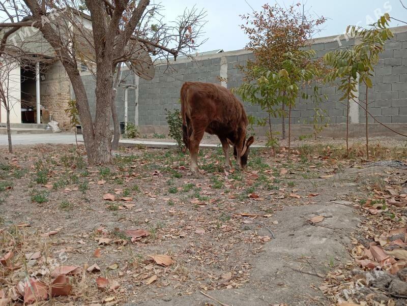 туве - Gökje - img 3