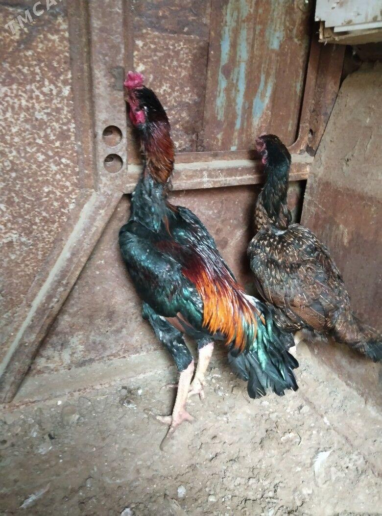 TASKENT BAYES HORAZ - Эсенгулы - img 9