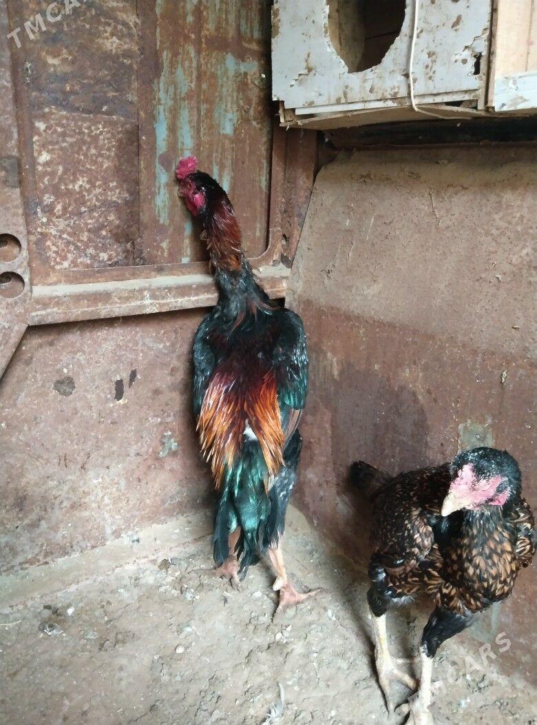 TASKENT BAYES HORAZ - Эсенгулы - img 8