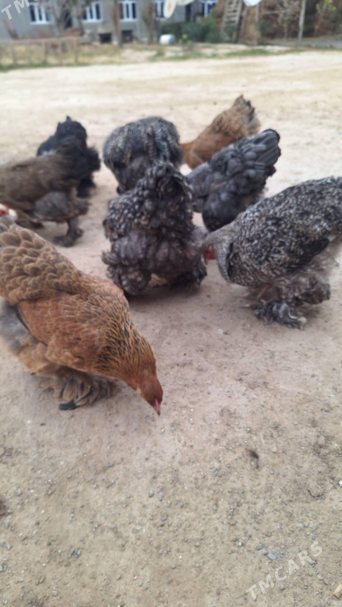 Brama towuk horaz - Кипджак - img 5