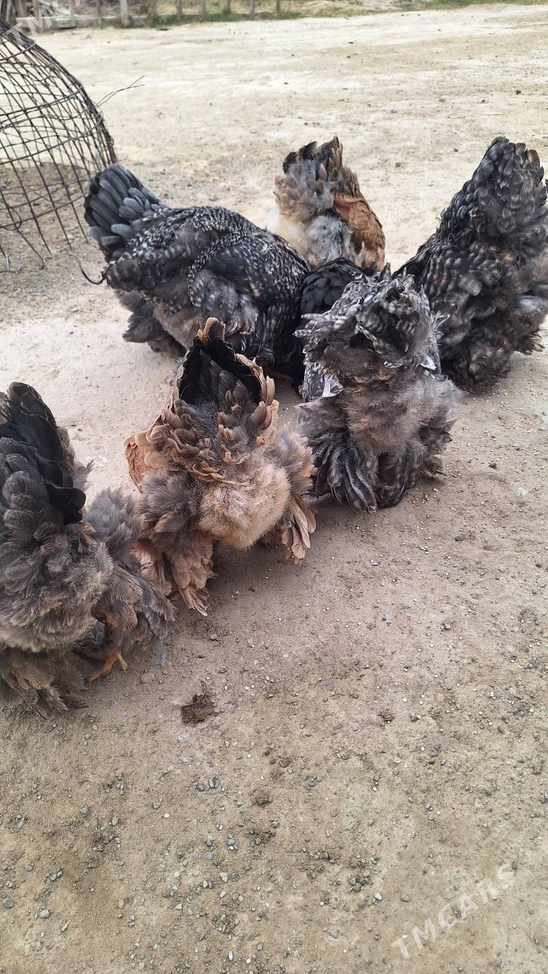 Brama towuk horaz - Кипджак - img 8