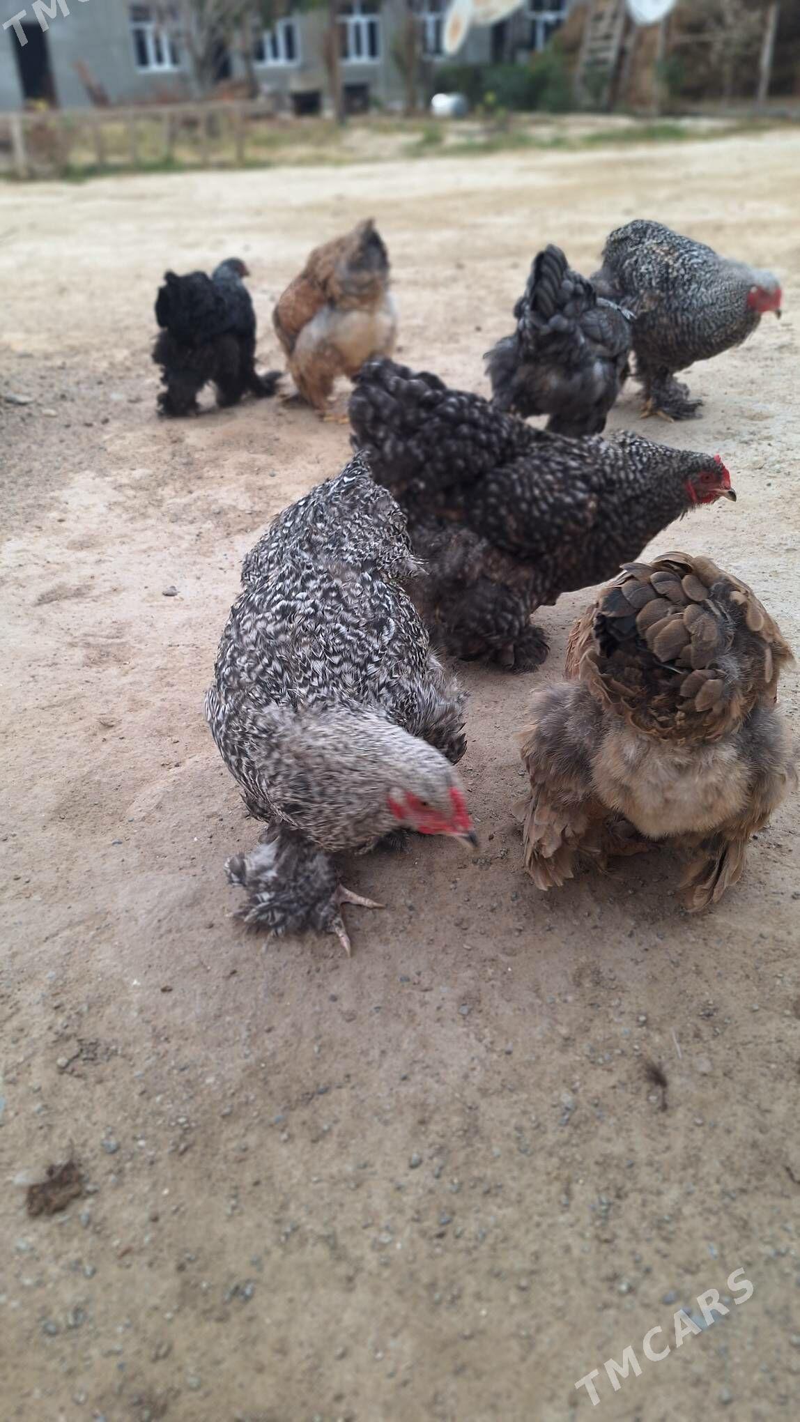 Brama towuk horaz - Кипджак - img 10