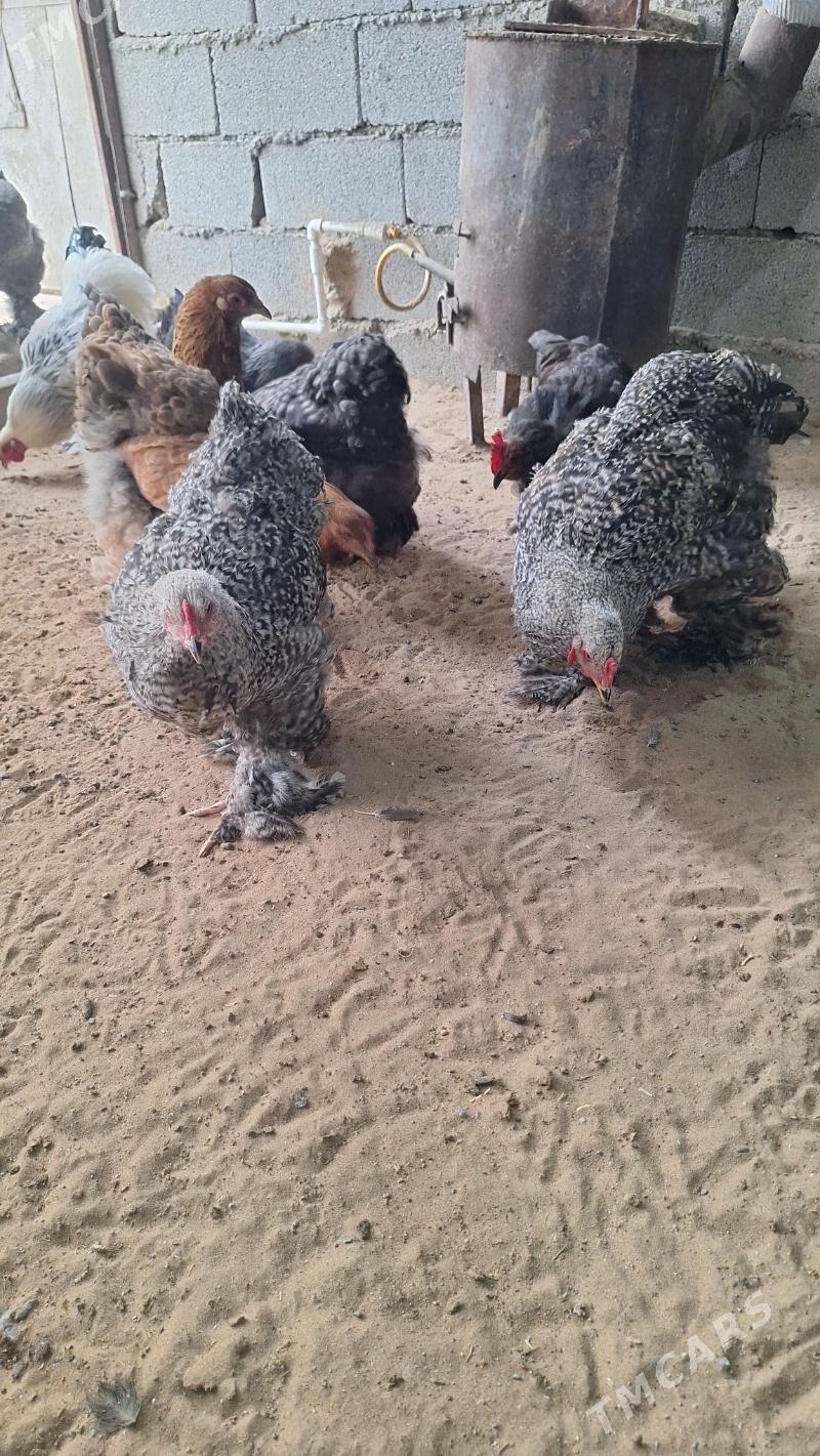 Brama towuk horaz - Кипджак - img 6