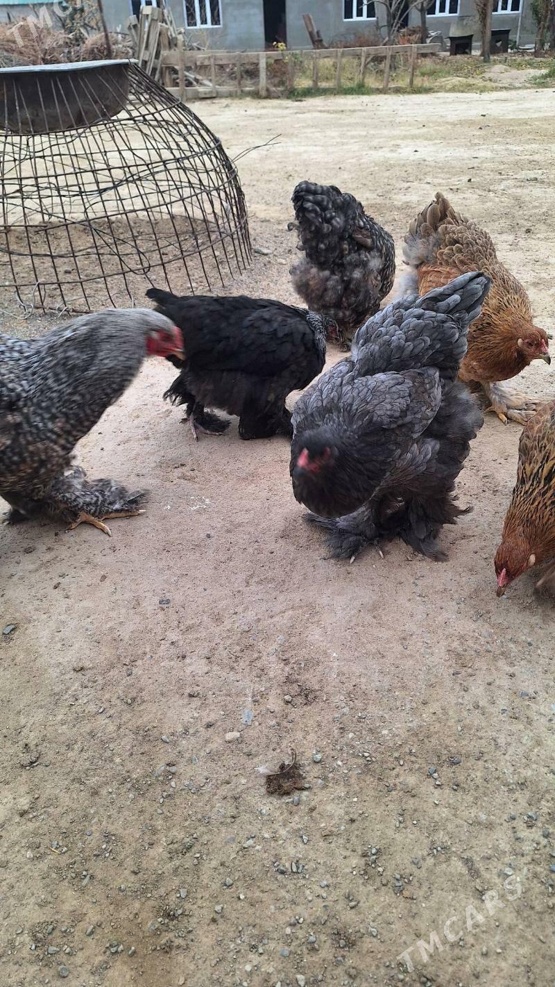 Brama towuk horaz - Кипджак - img 9