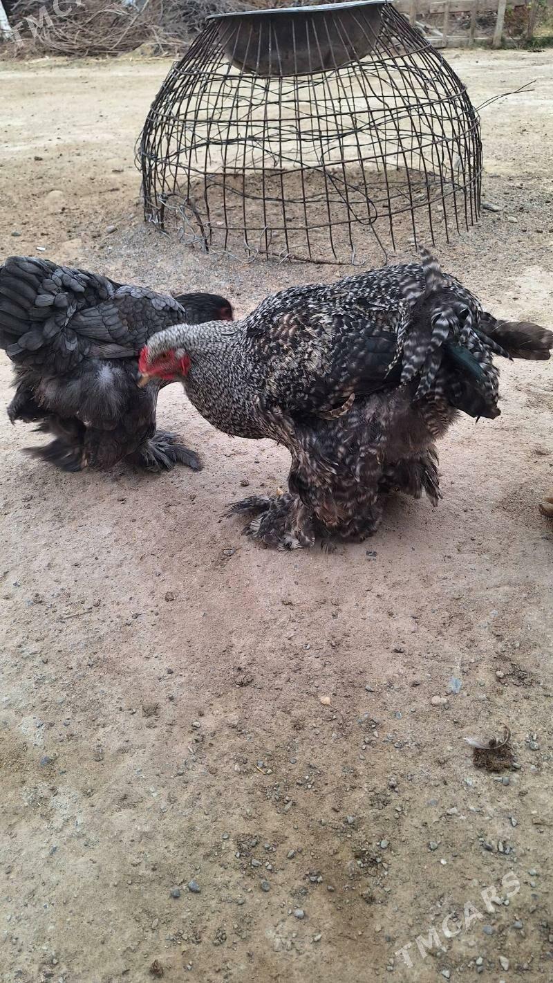 Brama towuk horaz - Кипджак - img 3