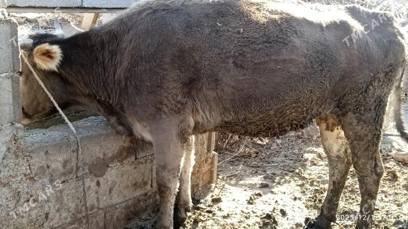 sygyr,tuwe,okuz, - Бахарден - img 6