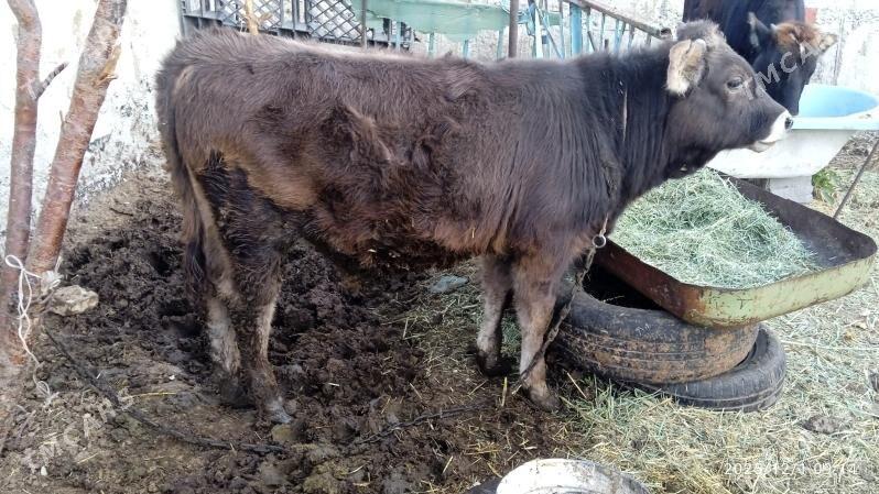 sygyr,tuwe,okuz, - Бахарден - img 3