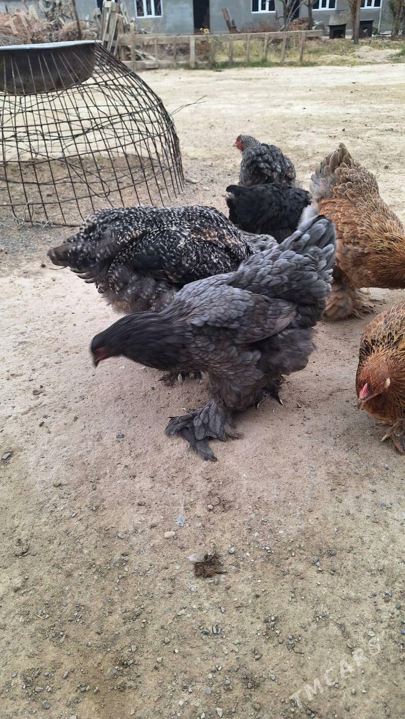 Brama towuk horaz - Кипджак - img 7