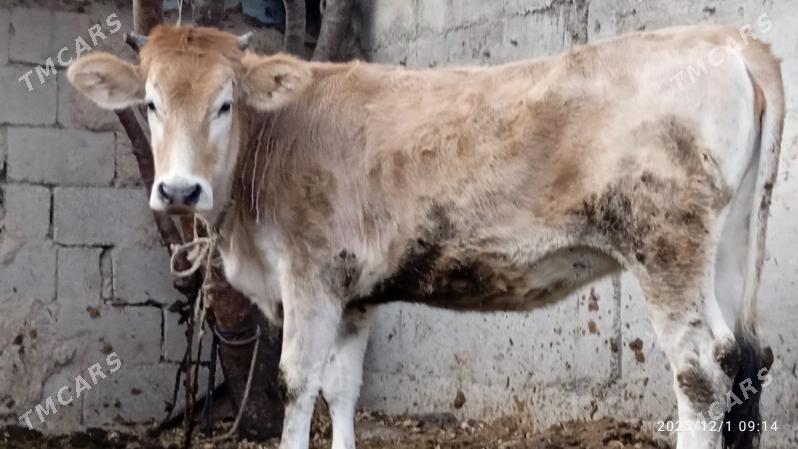 sygyr,tuwe,okuz, - Бахарден - img 4