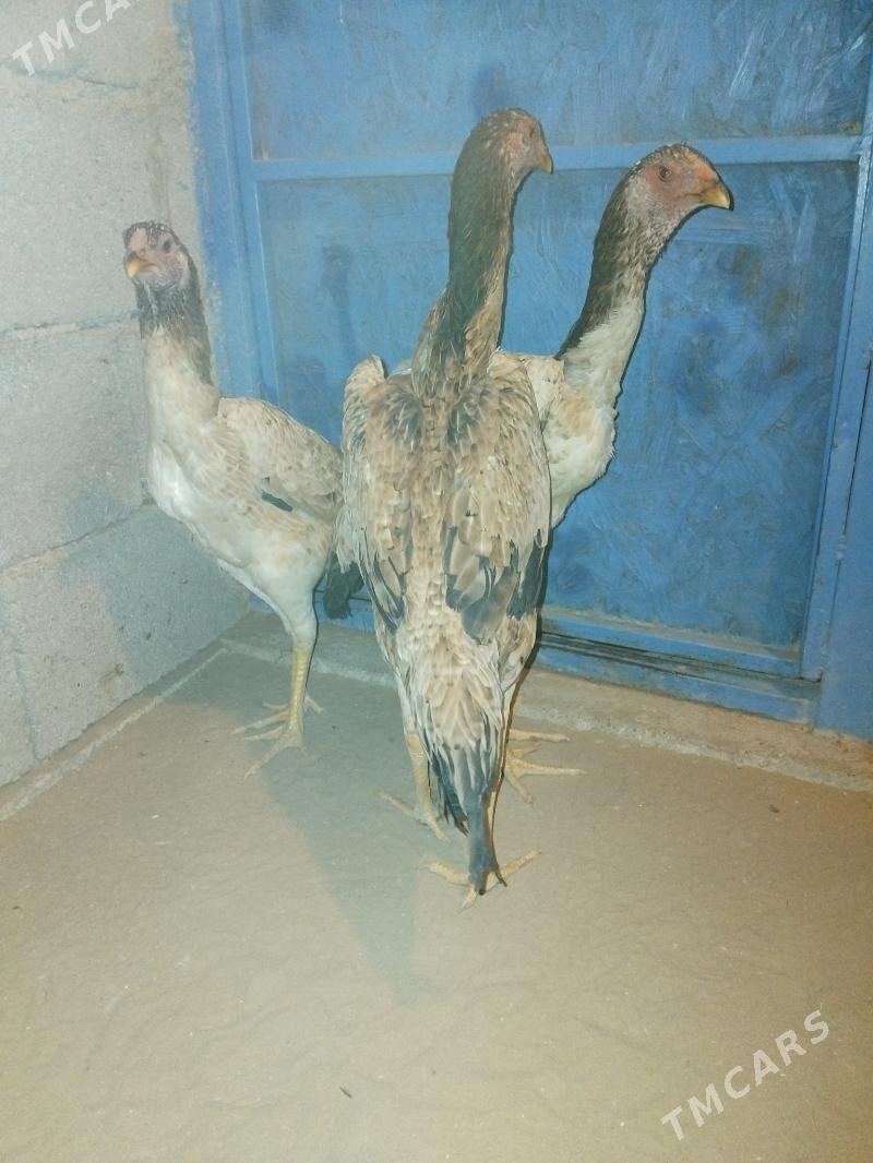 horoz we mäki - Ашхабад - img 2