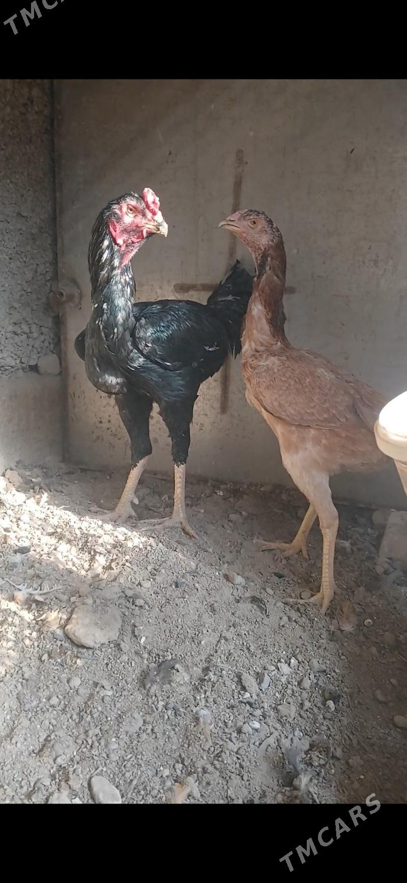 taskent - Aşgabat - img 2