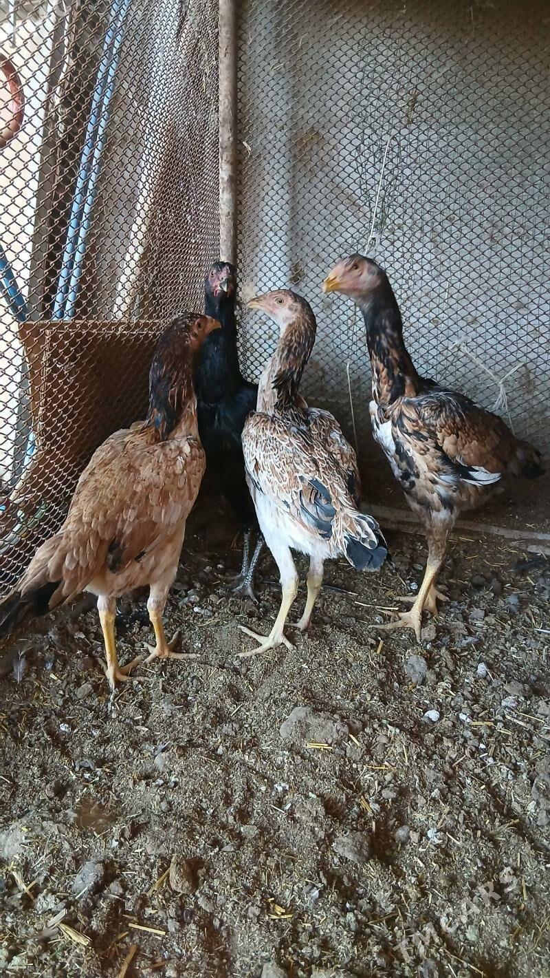 маки жужелер - Чарджоу - img 2