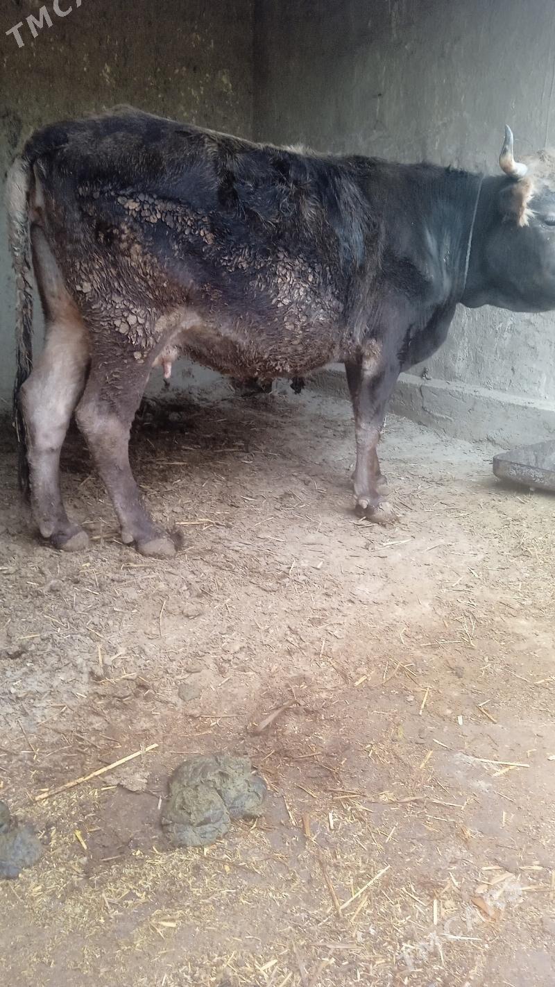 bakylan sygyr - Бахарден - img 4