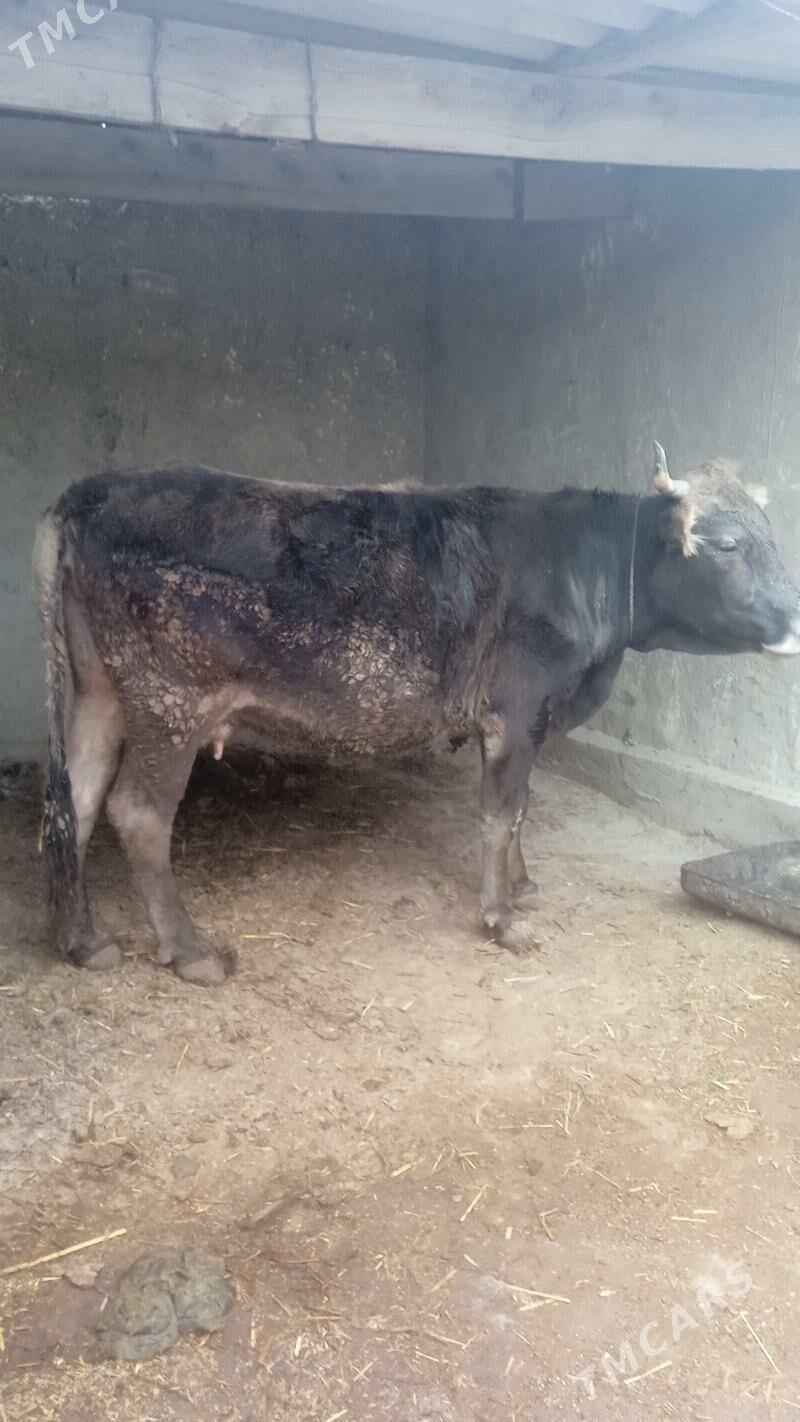 bakylan sygyr - Бахарден - img 1