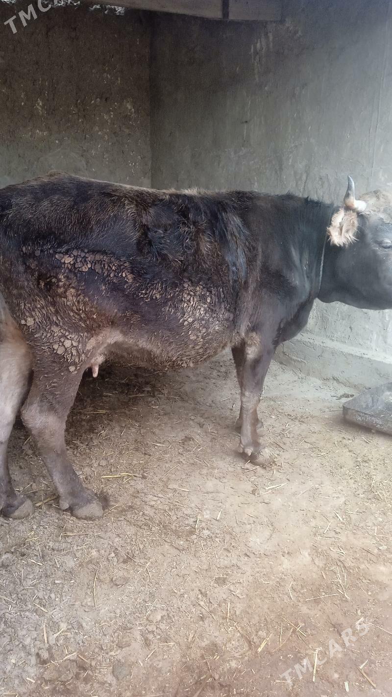 bakylan sygyr - Бахарден - img 3