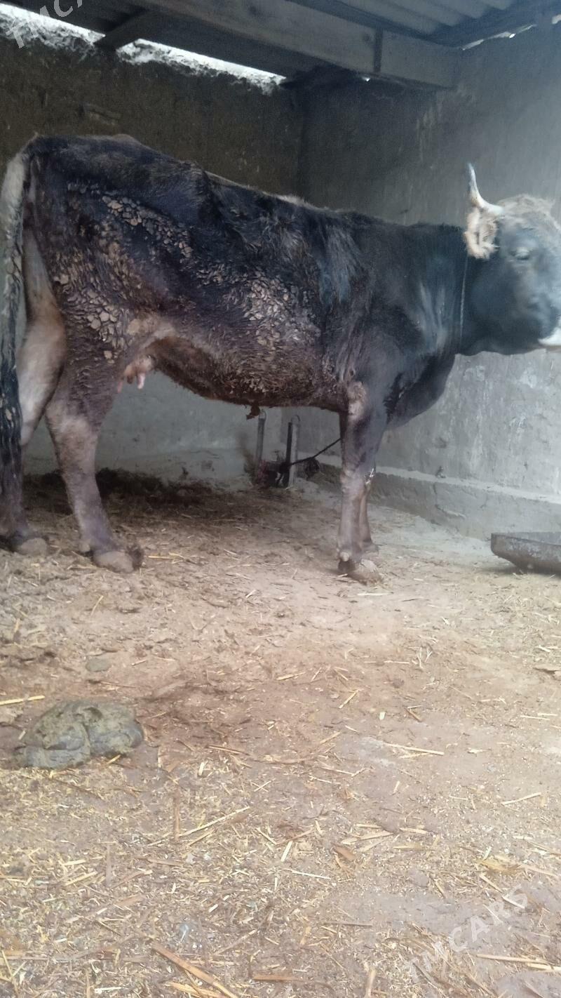 bakylan sygyr - Бахарден - img 2